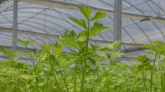 Fóliasátor fűtése kis költséggel – mi működik februári éjszakákon?