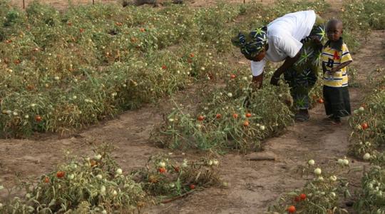 "Mindig friss", de milyen áron?