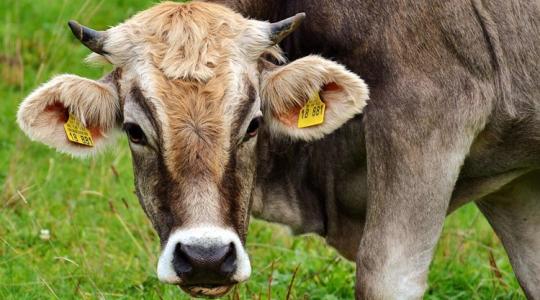 Veszélyben a magyar marhaexport? A közel-keleti válság hatásai az agráriumra