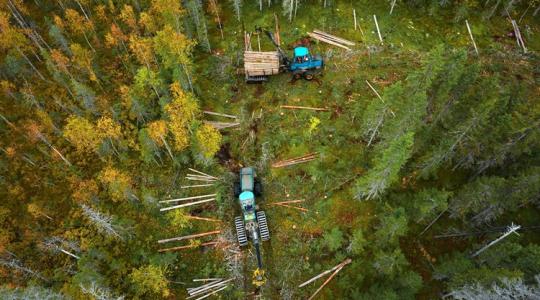 Indul a 30 milliárdos fejlesztés: erdészeti pályázati dömping májustól