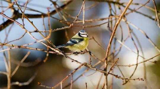 Tél végi „tiltólista”: 9 dolog, amit most ne csinálj a kertben
