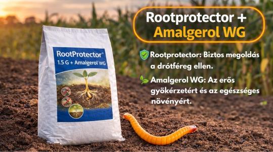 Ha drótféreg van a talajban, hiába a drága vetőmag – Így védheti meg a kelő állományt