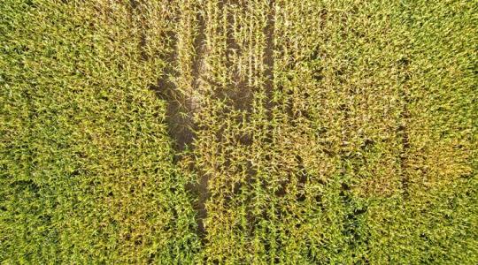 Ketyeg az óra: mindössze 5 napja van a gazdának, ha észleli a vadkárt