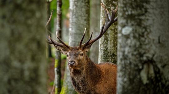 Vége a nagyvadvilág aranykorának: megtört a harmincéves trend Magyarországon