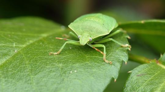 Ne késlekedj! A poloskák hamarosan lecsapnak! Így viszont megelőzheted őket!