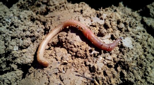 Meglepő, mi történik a talajban tavasszal