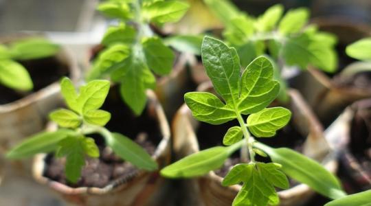 Ezért nem nőnek jól a palánták tavasszal