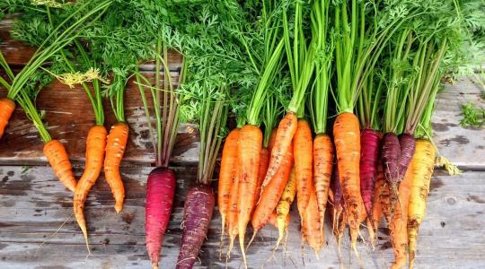 Sárgarépa vetése: így lesz egyenes és szép a gyökér