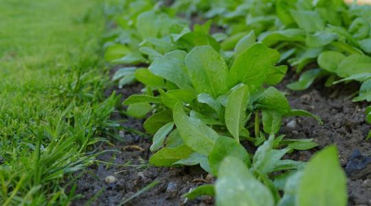 Spenót vetése tavasszal: mikor és hogyan érdemes?