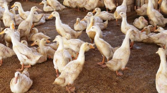 Rémálom Bács-Kiskunban: azonnali kényszervágást rendeltek el a kacsatelepen