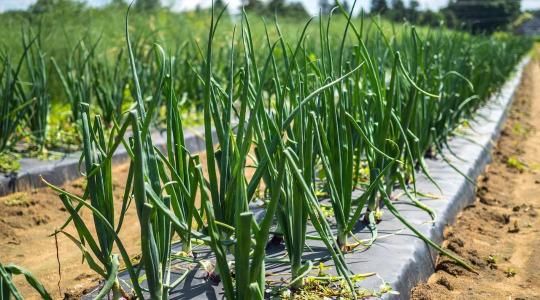 Vöröshagyma ültetés tavasszal: mikor és milyen mélyre?