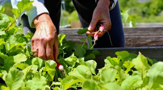 Magaságyás feltöltése tavasszal: milyen rétegek kellenek?