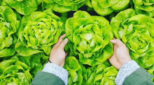 Magaságyás: milyen talajkeverék a legjobb?