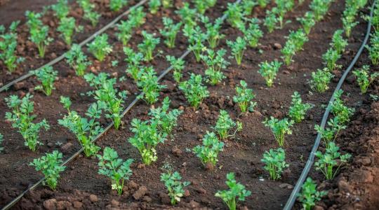 Csepegtető öntözés: hogyan működik és mikor éri meg?