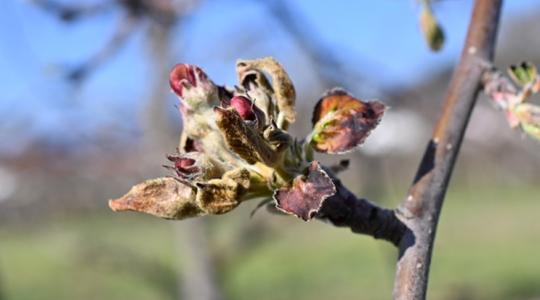 Viski: Kifizettük a kárenyhítési előlegeket, de nehéz évek jönnek