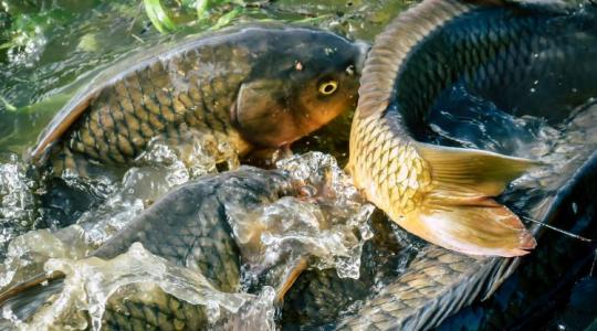 Évekre bukhatja az engedélyét, aki most hibázik: Szigorú tilalmak léptek életbe a vizeken
