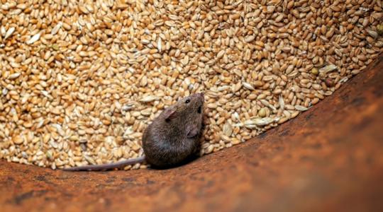 5 hiba, ami miatt biztosan beköltöznek a rágcsálók a tárolóba