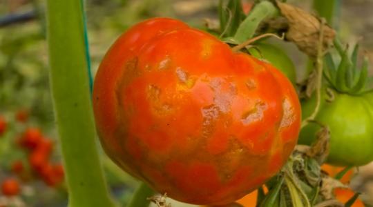 Csődöt mondhat az eddigi tudásunk: új vírusvariáns tizedeli a paradicsomot és a paprikát