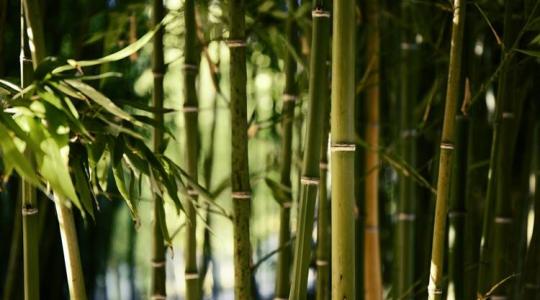 Meglepő újítás: így forradalmasíthatja a bambusz a drónokat