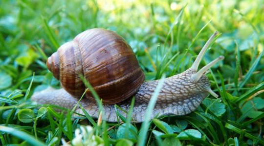 Ezért jelennek meg hirtelen a csigák a kertben