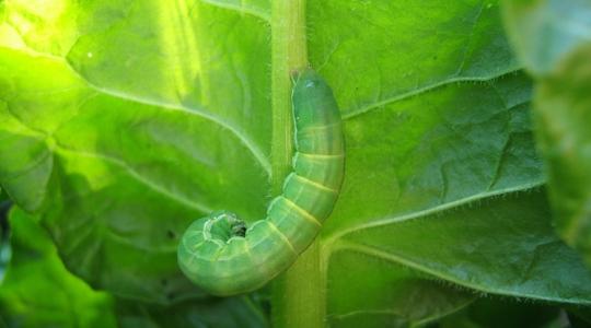 Ha ezt látod a leveleken, kártevő támadta meg