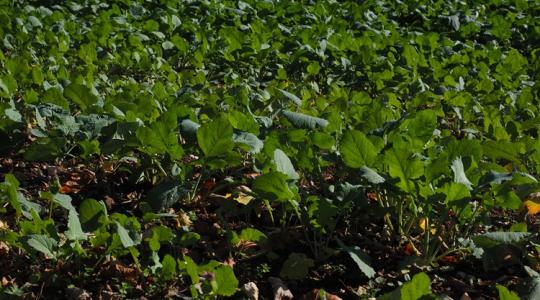 Ez a növény segíthet a talaj javításában