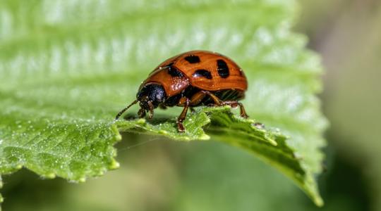 Ha most nem figyelsz, elszaporodhatnak a kártevők