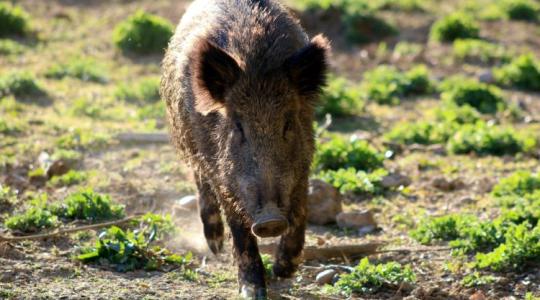 Már a vadászok is figyelmeztetnek: Szigorított ASP-kontroll a déli erdőkben