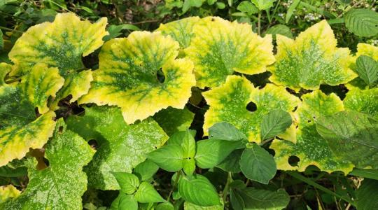 Ezért sárgulhatnak a levelek tavasszal