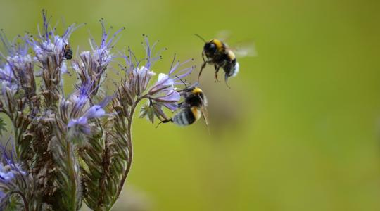 Meglepő, mennyi rovar él egy kertben