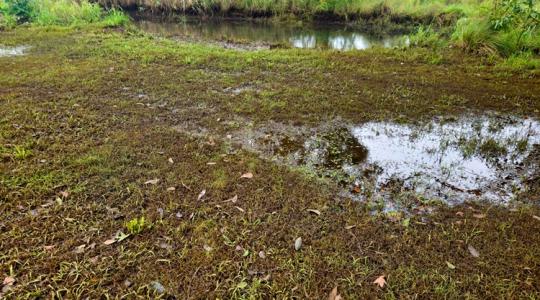 Ha ezt látod a talajon, túl nedves lehet