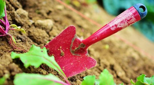 Ha most veted el, hamarabb szüretelhetsz