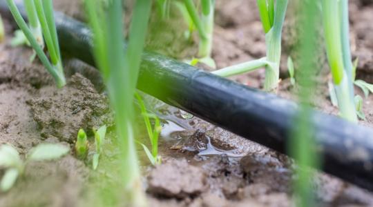 Ha így locsolsz, sok vizet spórolhatsz