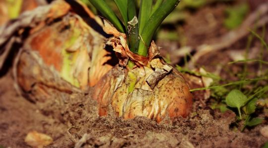 Ha ezt a hibát elköveted, kevesebb lesz a termés