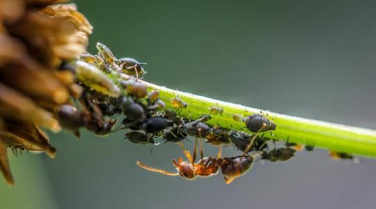 Ezért jelennek meg a hangyák a kertben