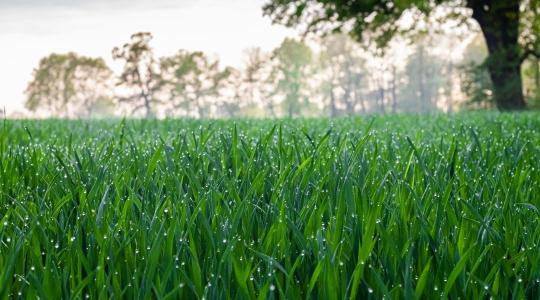 Gyep vetése tavasszal: mikor érdemes elvetni?