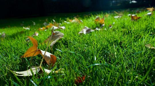 Gyepszellőztetés: miért fontos tavasszal?