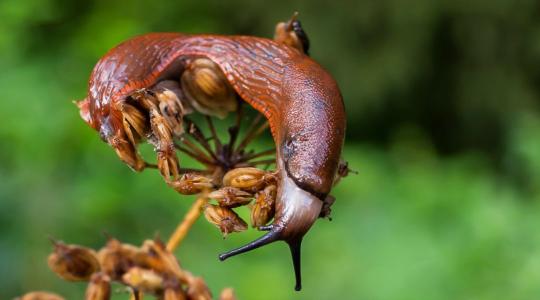 Csigák ellen: hogyan védekezz a kertben?