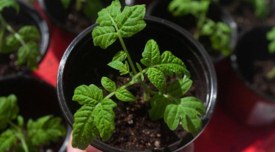 Paradicsom palántázás: mikor lehet kiültetni?