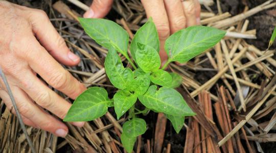 Paprikapalántázás: mikor kerülhet ki a kertbe?