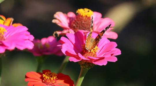 Rovarbarát kert: milyen növényeket érdemes ültetni?