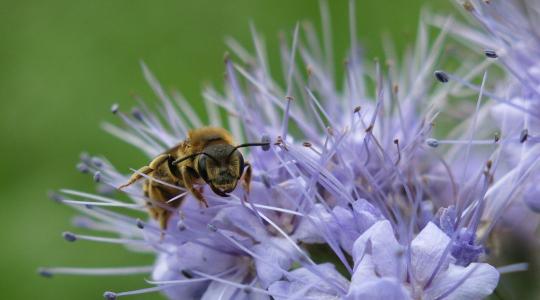 Méhbarát kert: mely növények vonzzák a beporzókat?