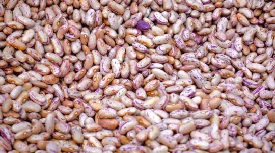 A klímaváltozás túlélői: Miért beszél most mindenki a szárazságtűrő babfélékről?