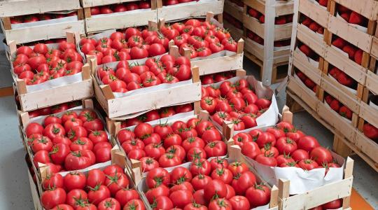 Az utolsó órában a paradicsomágazat: 2030-ra végleg eltűnhet az európai áru?