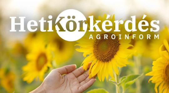 Nagy az igény a stabilan termő napraforgókra. Most megmutatjuk, hogy melyek ezek! – Heti Körkérdés