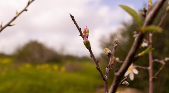 Sokaknak jön a kínszenvedés a virágzással, ez az oka