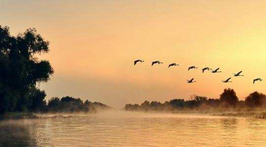 Veszélyben a Duna és a hazai földek: Megállíthatatlanul terjednek a betolakodók?