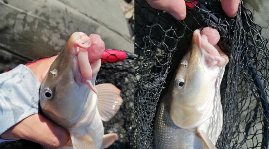 Ezzel érdemes vigyázni: rejtélyes daganat a dunai hal száján