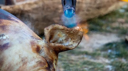 Ritka felvételek: így dolgozzák fel a húst egy igazi disznóvágáson +VIDEÓ