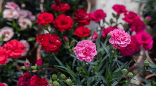 Felfalta az import a nőnap régi jelképét